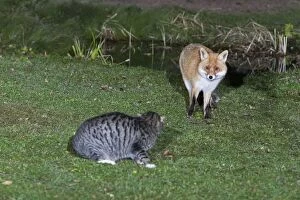 European Fox and Domestic Cat - confrontation in garden at night