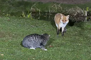 Defence Prints: European Fox and Domestic Cat - confrontation in garden at night - Lower Saxony - Germany