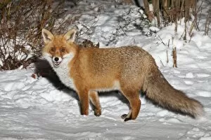 European Fox - foraging for food in snow covered garden