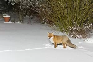 Images Dated 16th December 2010: European Fox - foraging for food in snow covered garden - Lower Saxony - Germany