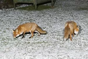 Images Dated 12th December 2010: European Fox - two foraging for food in snow covered garden - Lower Saxony - Germany