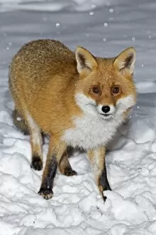 Images Dated 21st December 2010: European Fox - foraging for food in snow covered garden - Lower Saxony - Germany