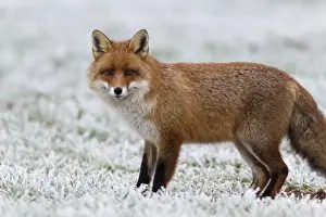 European Fox - on frost covered field in winter - Lower Saxony - Germany
