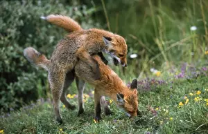 Foxes Prints: European Fox - mating