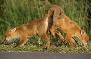 Foxes Prints: European Fox - pair mating
