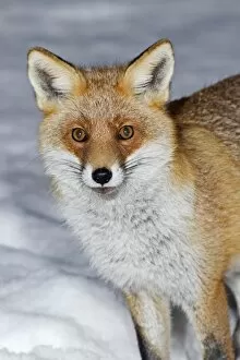 European Fox - portrait - in snow covered garden