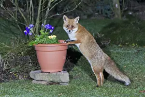 European Fox - searching for food in garden plant pot - Lower Saxony - Germany