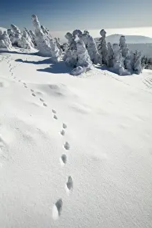 Footprints Prints: European Fox - tracks in snow - Harz Mountains national park - Sachsen-Anhalt - Germany
