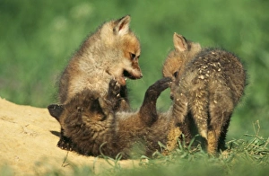 Play Fighting Collection: European Fox USH 224 Cubs playing at den entrance. Vulpes vulpes © Duncan Usher / ardea.com