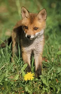 Foxes Prints: European Fox USH 234 Cub Vulpes vulpes © Duncan Usher / ardea. com