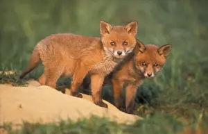 Dens Prints: European Fox USH 240 Cubs alert at den entrance Vulpes vulpes © Duncan Usher / ardea