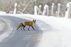 European Fox - walking across a country lane in winter
