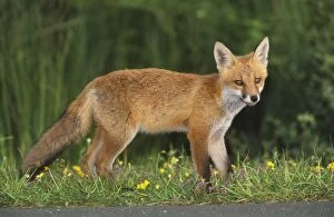 Images Dated 30th July 2007: European Fox - young animal on road at dusk, at dusk searching for food