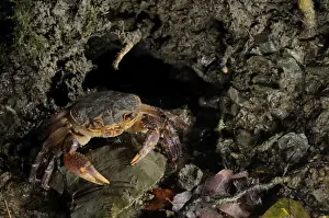 Decapoda Prints: European Freshwater Crab - adult at night near the entrance of its daily burrow - Florence - Italy