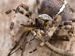 European Garden Cross Spider close up feeding on crane fly