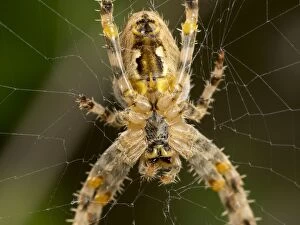 European Garden Cross Spider close up of underside