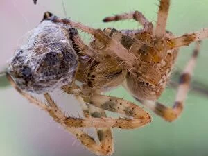 Images Dated 23rd July 2014: European Garden Cross Spider feeding
