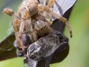 European Garden Cross Spider feeding