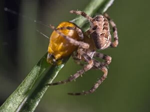 European Garden Cross Spider feeding on Harlequin