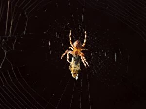 European Garden Cross Spider feeding on hover fly