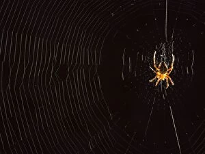 European Garden Cross Spider on orb web
