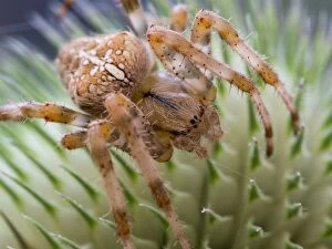 European Garden Cross Spider on teazle seed head