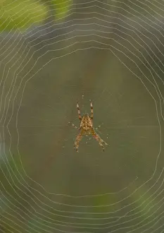Orb Web Prints: European Garden Spider