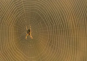 European Garden Spider