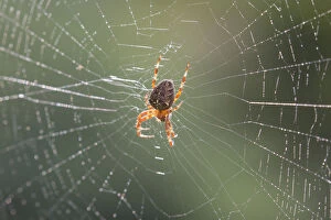 European Garden Spider, Cross Orbweaver, Cross
