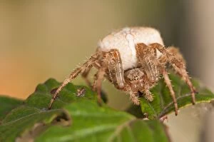 European Garden Spider (Cross spider) female on bramble