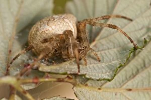 Araneus Diadematus Gallery: European Garden Spider / Cross Spider under Bramble
