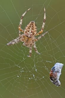 Araneus Diadematus Gallery: European Garden Spider / Cross Spider on web