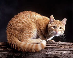 Night Collection: European Ginger Tabby Cat