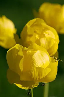 Crowfoot Prints: European Globe Flower [H]