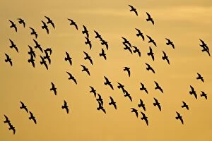European Golden Plovers. Flock silhouette against morning sky at sunrise