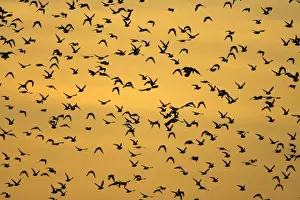 European Golden Plovers. Flock silhouette against morning sky at sunrise. Cleveland. UK