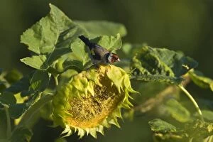 Annuus Gallery: European Goldfinch - male on faded sunflower