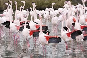 European Greater Flamingo - flock in water displaying with wings out