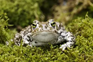 Amphbian Prints: European Green Toad. Alsace - France