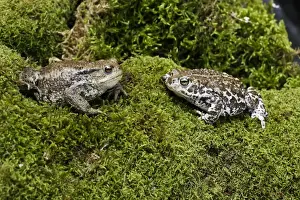 European Green Toad. Alsace - France