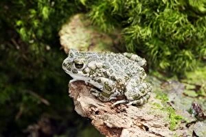 Images Dated 5th May 2006: European Green Toad. Alsace - France