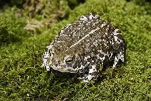 European Green Toad. Alsace - France