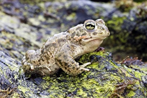 Images Dated 5th May 2006: European Green Toad. Alsace - France