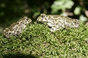 Images Dated 18th May 2004: European Green Toad / Variable Toad. Alsace, France