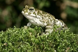 European Green / Variable TOAD