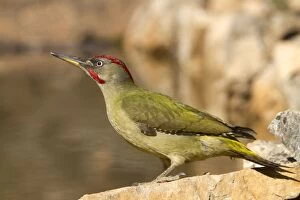 Images Dated 26th February 2012: European Green Woodpecker - adult male