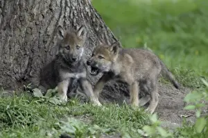European Grey Wolf- 2 cubs playing, Lower Saxony, Germany