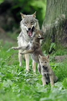 Wolves Collection: European Grey Wolf- cub begging for food from female, Lower Saxony, Germany