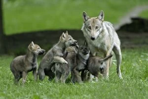 Images Dated 20th June 2006: European Grey Wolf - cubs begging for food from female