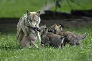 Images Dated 20th June 2006: European Grey Wolf- cubs begging for food from female, Lower Saxony, Germany